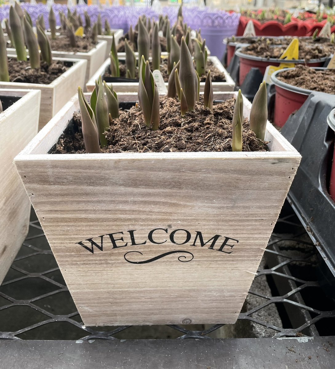 The Garden Center at Lowe’s of Pulaski County, VA is open for business!  Come see Michael and get a head start on spring! <a href="/BenitoKomadina/">Benito.Komadina@Lowes</a> <a href="/steveyoung456/">Steve Young</a> <a href="/ethanatlowes/">Ethan Eanes</a> <a href="/west2225/">Ted</a> <a href="/mkphotodreams/">Fotographic Dreams</a> #SpringIsComing