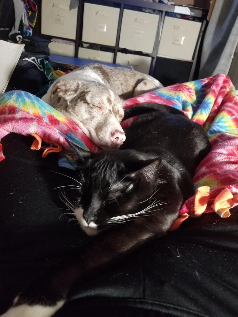 TreeLeeaf's tweet photo. @hoomhumhobbit Sleepy babbies https://t.co/X0G15ll1c5