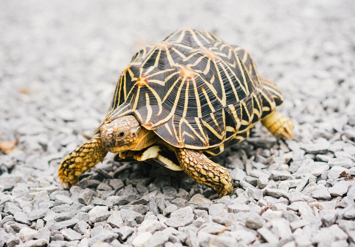 NavigateStudent's tweet image. You're debating two offers, do you know which one is the better choice overall? #studentloans #PSLF #physicians flipthescript.loan/better-pslf-mo…