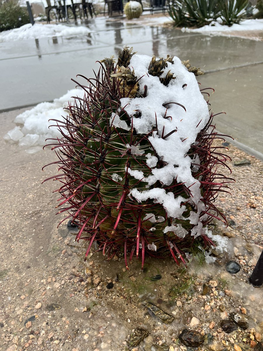 There’s just something about a cactus covered in snow ❄️