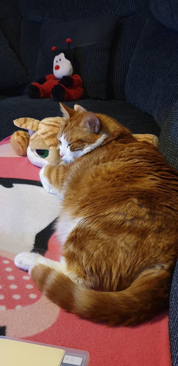 SandyMayhew3's tweet photo. @AlmostAllfather Hi Odin  great name. Your paws are very long, you can stretch for miles, amazing. https://t.co/QFBGfg7pR1
