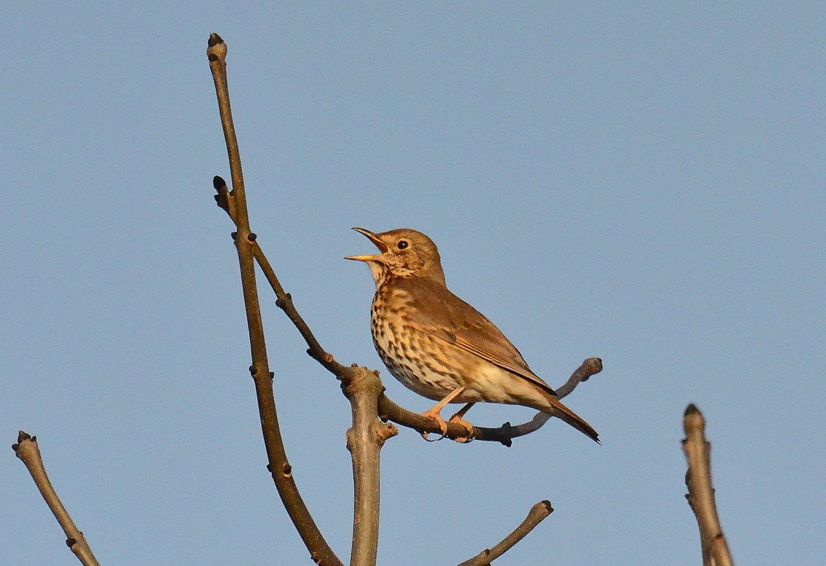 #Song #Thrush in full #morning #song early today it's chatty melody #singing out to all from thr #tree tops @BawburghLakes near @villagebawburgh #Norfolk @Natures_Voice @RSPBEngland @_BTO @BBCSpringwatch @NorfolkWT