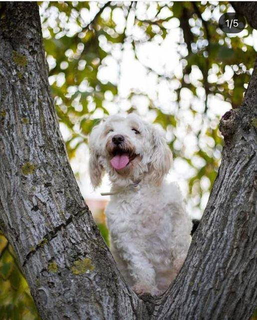 İzmir !!! Yumak 2 yaşinda dişi ve kisir. Biraz ters bir kızımız. İnsanlari tanimadan güvenmiyor size alışana kadar beklemeniz sabretmeniz gerekiyor. Onu kendine aliştirabilecek ailesini ariyoruz. Çocuksuz ve tecrubeli aileler arasin lutfen.
0553 764 56 35 facebook.com/photo/?fbid=10…