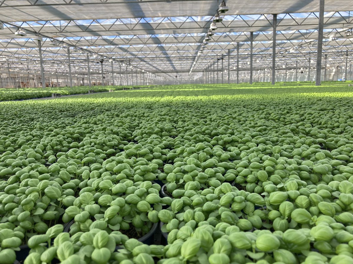 Patrick Smidt tweet media