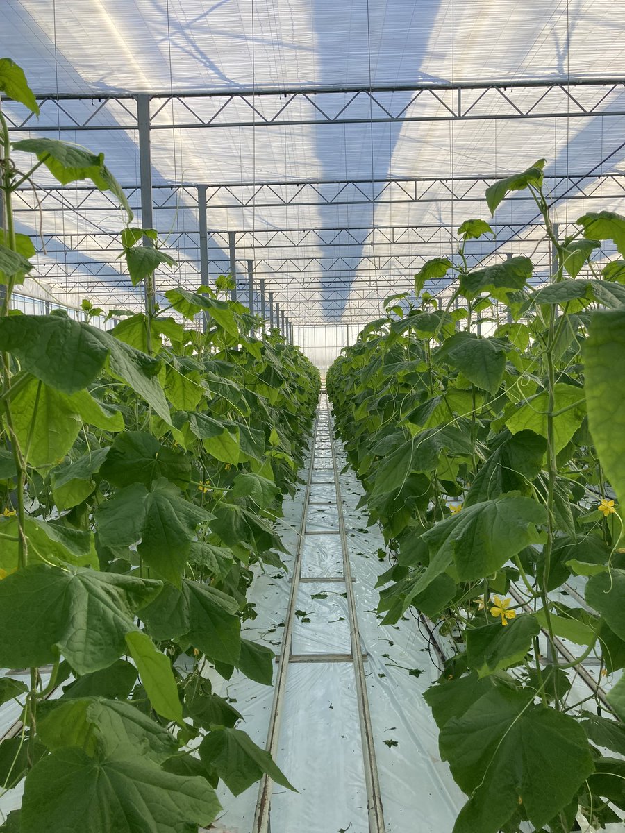 Vandaag genoten van diverse gewassen op een prachtige dag in Duitsland 🇩🇪☀️. #biologie is in al deze gewassen de basis. #gewasbescherming #tuinbouw <a href="/iperen_nl/">Van Iperen</a>