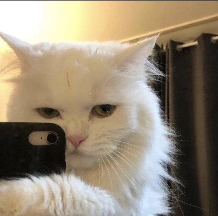 Out Of Context Animals (@cntxtanimai) on Twitter photo 