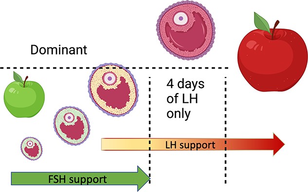 BiolReprod's tweet photo. Review from @MarcSirard in our Oocyte Special issue: The two-step process of ovarian follicular growth and maturation in mammals can be compared to a fruit ripening where quality depends on the second step.

Read it now: https://t.co/M5TQNWKcVM https://t.co/Az9YKk6rEO
