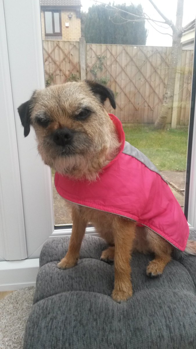 steelygreyste's tweet photo. @claptonterrier Heidi is ready as security, the #borderbarriers are on the way https://t.co/FcBPZu9EYZ