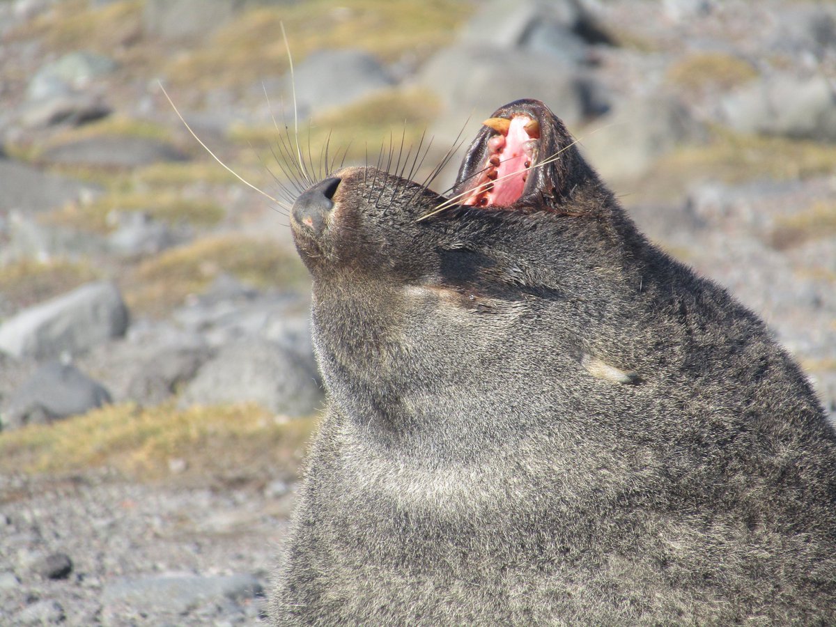 appeldespoles's tweet photo. Après avoir contourné les îles Shetland du Sud dans la matinée, nous avons pu débarquer sur Penguin Island cet après-midi. Entre les otaries 🦭, les manchots 🐧 et les éléphants de mer se prélassant au ☀️, notre première escale sur le continent Antarctique a été riche en émotions https://t.co/RVAQoSHLLy
