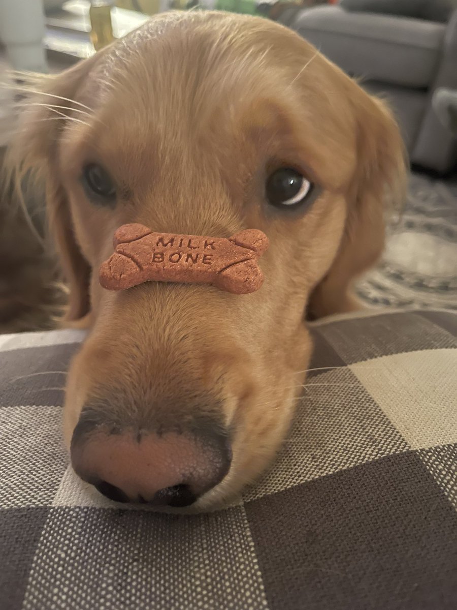 turtlefly260's tweet photo. @TMar10_ The sweetest golden boy https://t.co/fRdMlePwYP