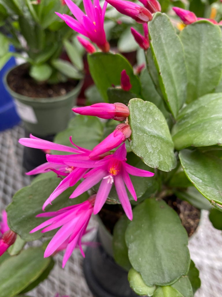 greengategarden's tweet photo. Looking for a respite from our current deepfreeze? Come on in and see what's blooming in our greenhouse! Both the temperature and the beauty of the plants will have you warmed up in no time!! #yycnow #yycwinter https://t.co/4iqxHZvPkV
