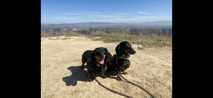 Flash back to Martin and Otis as little puppers 🥺🥰 and a picture of them full grown (: https://t.co/