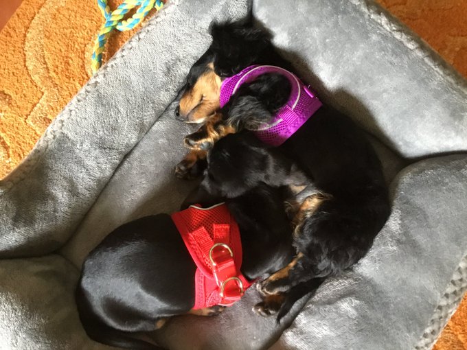 Flash back to Martin and Otis as little puppers 🥺🥰 and a picture of them full grown (: https://t.co/