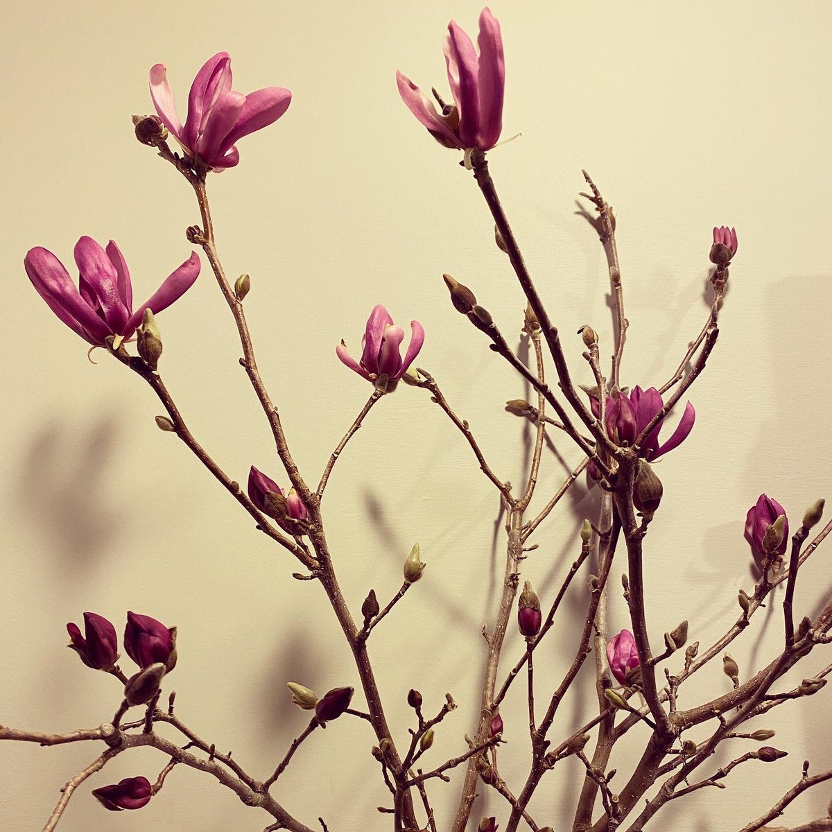 “A line of peace might appear
if we restructured the sentence our lives are making,
revoked its reaffirmation of profit and power,
questioned our needs, allowed
long pauses . . .”

Denise Levertov