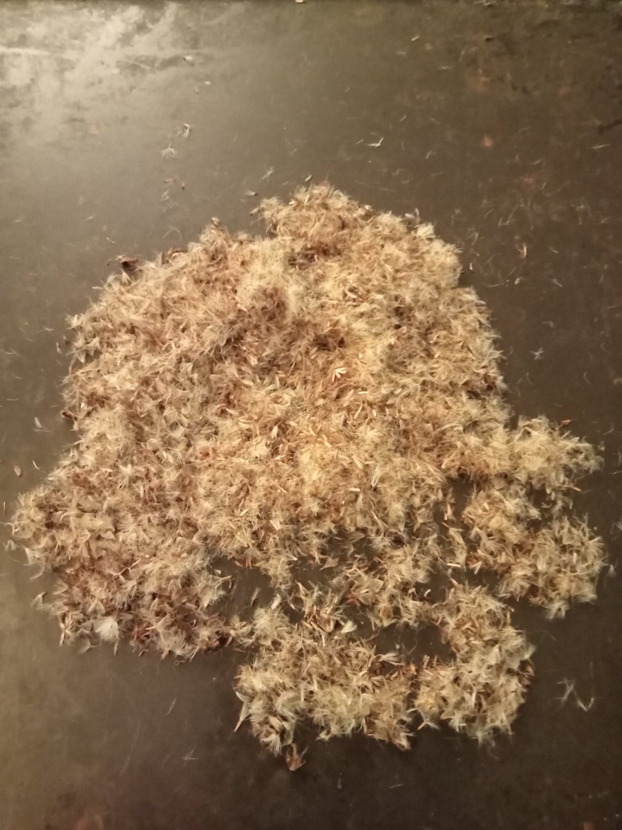 SeanHort1's tweet image. Solidago virgaurea (Goldenrod) and Pulicaria dysenterica (Fleabane) 🦋🐝

Seed still with pappus intact needs to be cleaned. Looking forward to propagating them 😀 

#NativeIrishFlora #wildseeds #Asteraceae