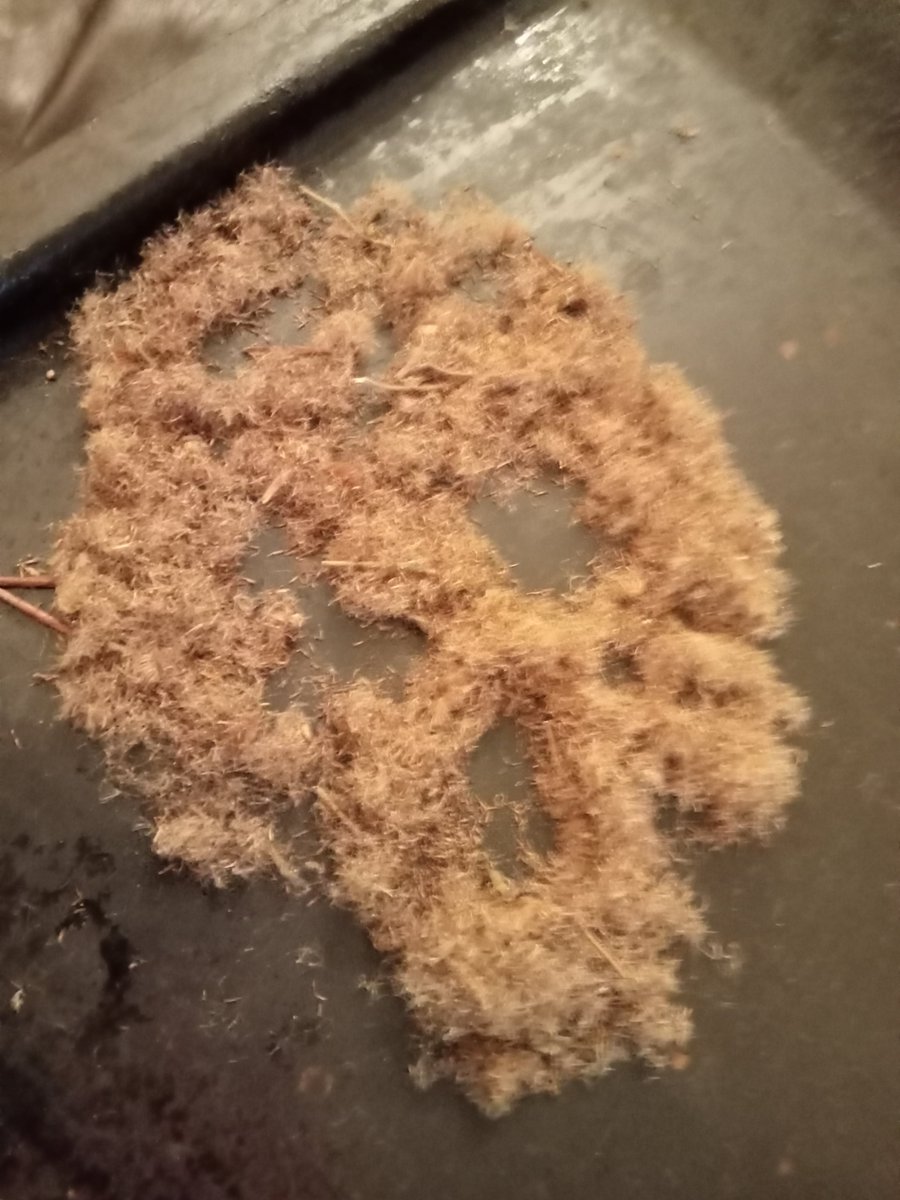 SeanHort1's tweet image. Solidago virgaurea (Goldenrod) and Pulicaria dysenterica (Fleabane) 🦋🐝

Seed still with pappus intact needs to be cleaned. Looking forward to propagating them 😀 

#NativeIrishFlora #wildseeds #Asteraceae