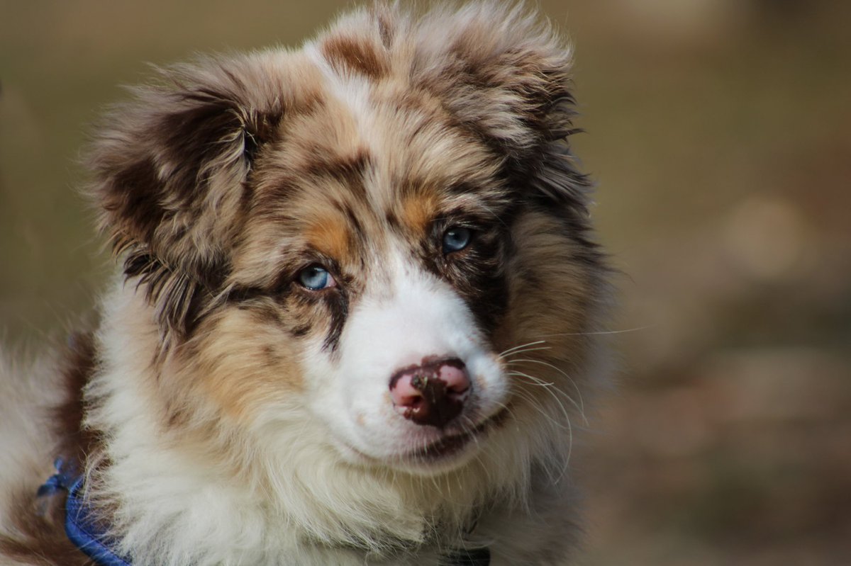 That feeling when you’ve already gotten more activity in your 10min on Twitter than you have in the last week on Instagram… #dogsoftwitter #aussie