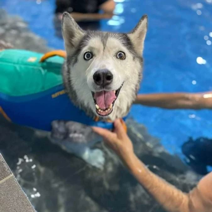 digitalbarnau's tweet photo. Big thanks to Hedgegrove Pet Retreat for looking after the Huskies while we were away this week. They had heaps of fun, and even got to go on a hydro trip to Noah's Crossing Vet! https://t.co/gpKfZalb9n