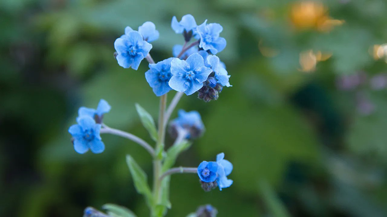 誕生花 Twitter Search Twitter