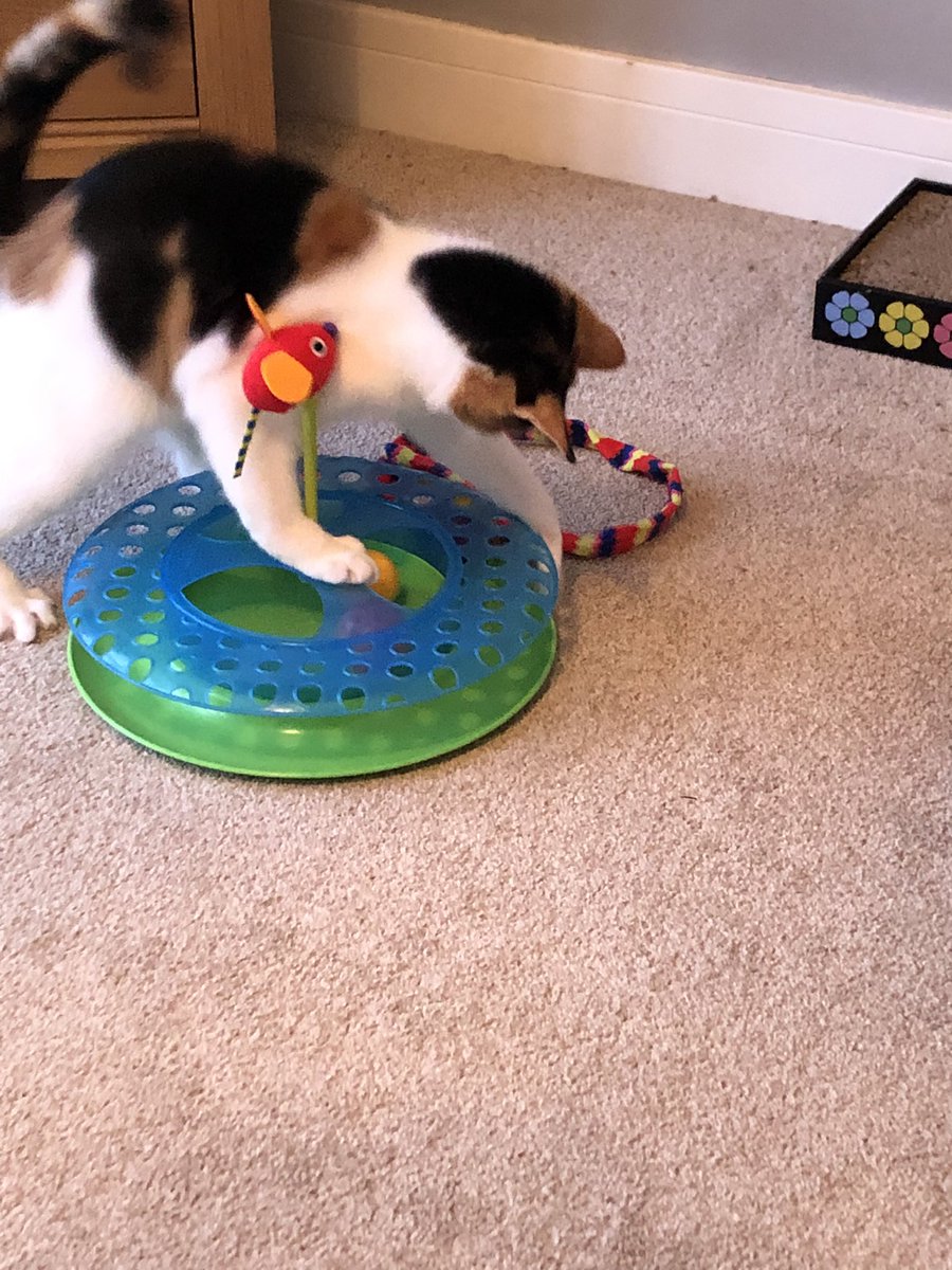 holly_pickle1's tweet photo. I’ve decided that my most fun thing to do is to curl up on my blanket all evening and then want to play just as mummy is ready to go to bed. My new furry friends, do you do the same??? #AdoptDontShop #rescuekitten #CatsOfTwitter #KittensOfTwitter #Kitten #Cute #KittenMischief https://t.co/273roh3sBj