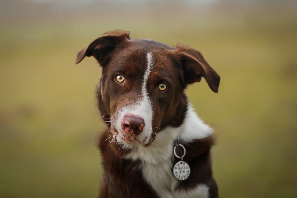 Our first ever tweet 🐾 #bordercollie #dogsoftwitter #newaccount #dogphotography #bordercollies #workingdogs #canon #canonphotography