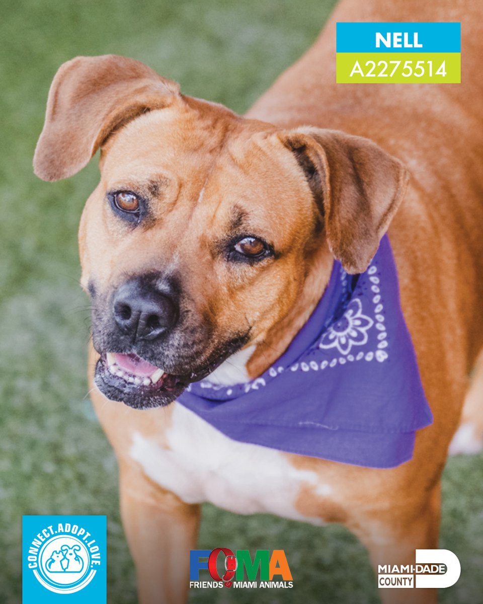 AdoptMiamiPets's tweet photo. We will be 🔴#FacebookLIVE tomorrow at 11 am with @FomaPets for our #VirtualAdoption!

Tune in and ask questions about these adoptable pets. We'll be answering them live. 🎥

#FacebookLive #adoptdontshop #virtual #AdoptMiamiPets #ConnectAdoptLove https://t.co/b7rYDnnJzz