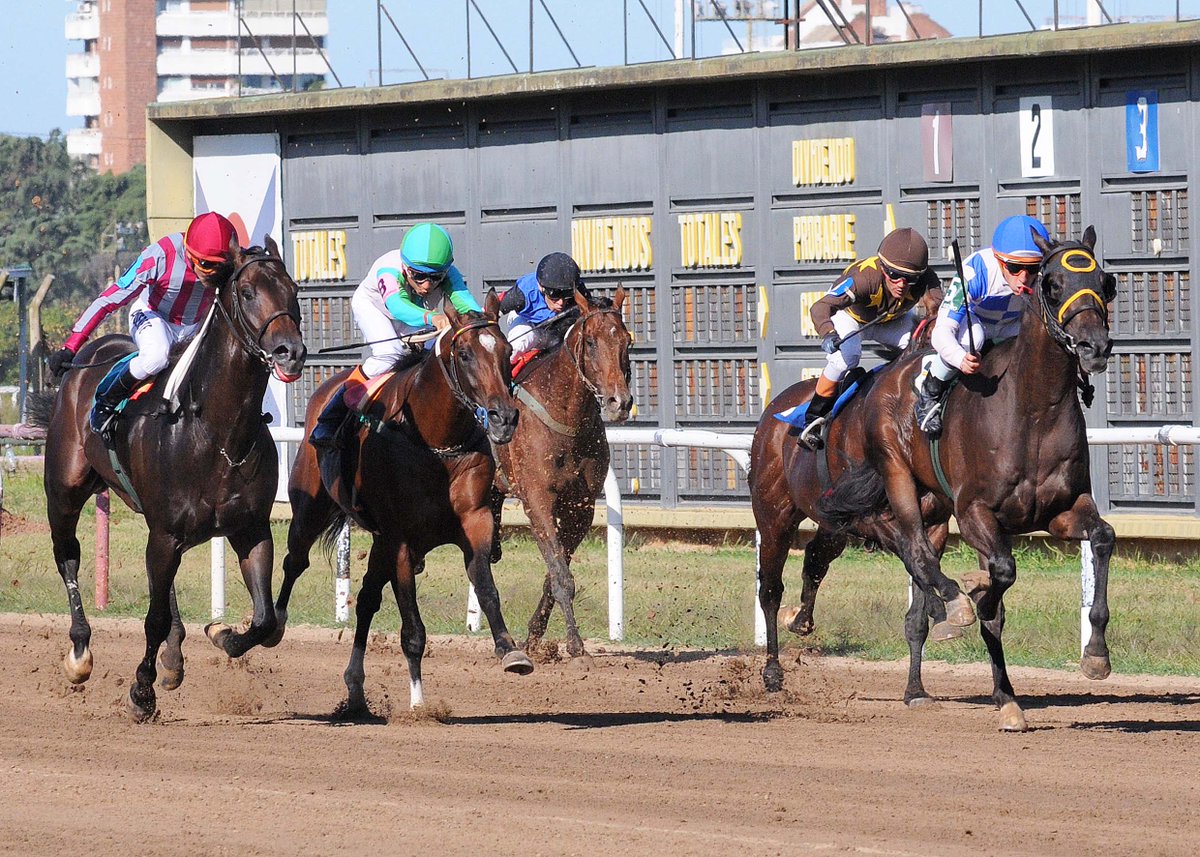 HipodromoSI's tweet photo. ✅ En el @HipodromoSI se disputó el #HandicapParwiz (1400 metros), donde se impuso #Almone (E Dubai), del #StudZungri, entrenado por #JorgeMNeer y dirigido por #WilsonMoreyra. https://t.co/3Pjcm9ED9X