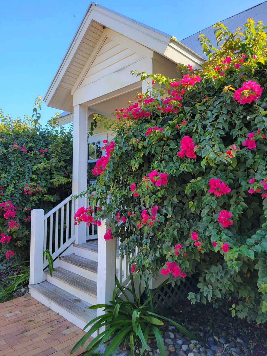 For the cottage look with a tropical flair, try #bougainvillea. Blooms range from cherry red, magenta, pale pink & white and many other fun colors ☀️  rswalsh.com

#tropicalplants #paradise #swfl #captiva #sanibel #fortmyers #bougainvillea #islanddesign #beachvibes