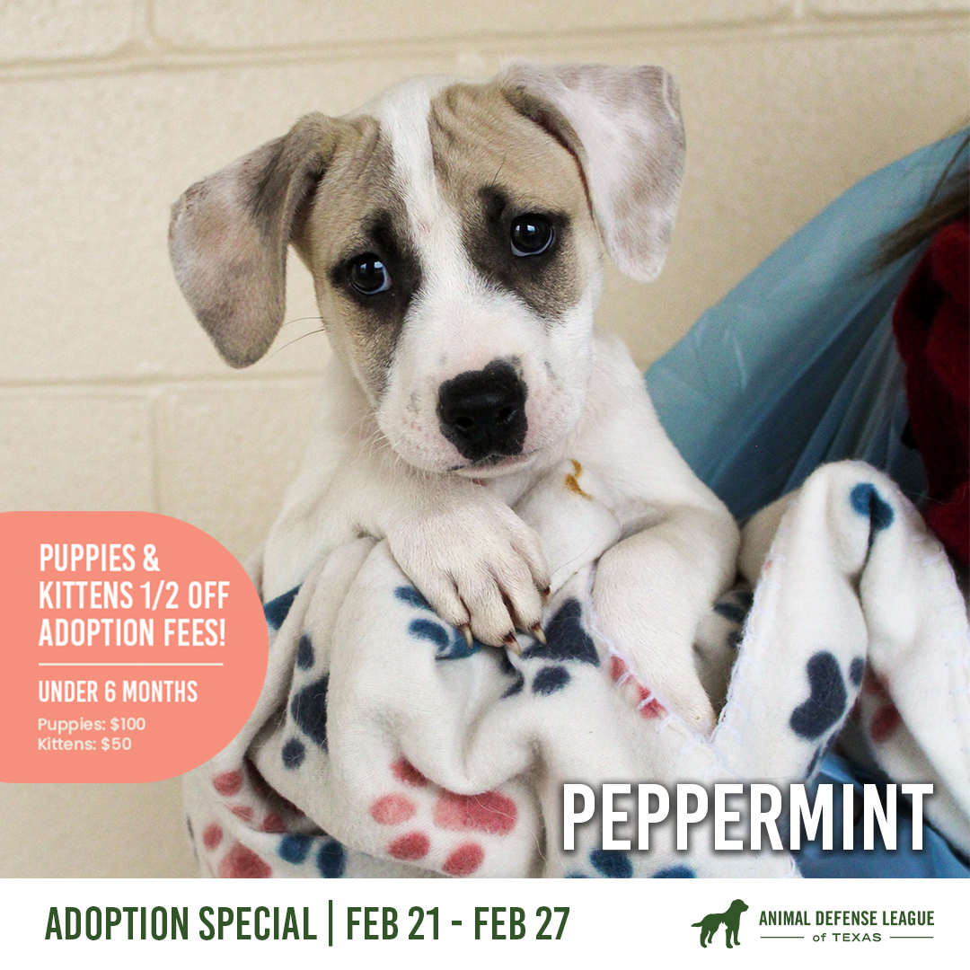 1/2 off standard adoption fees for ALL puppies under 6 months through Sunday, February 27! 🤩 Visit adltexas.org to browse adoptable pets online before visiting either of our 2 locations