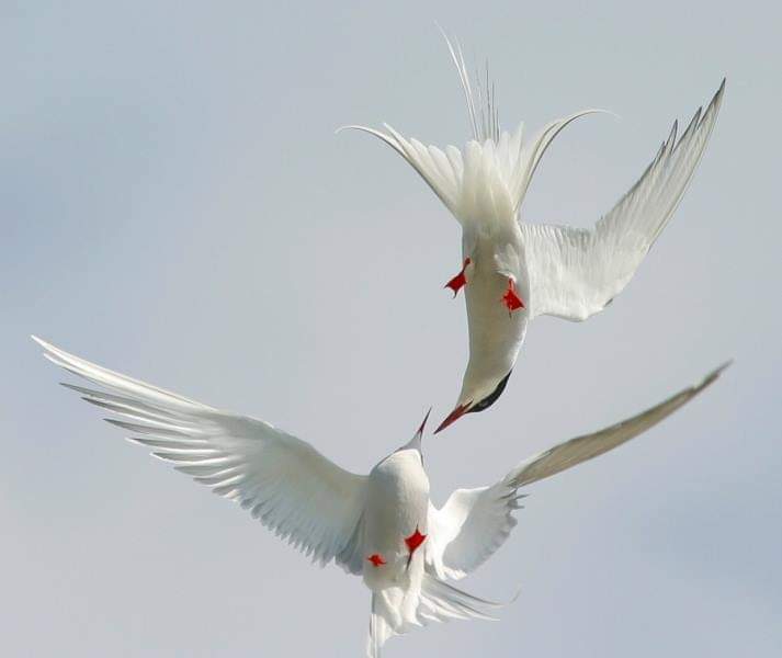 Amar, dejando ser al otro quien es y como es. Amar pensando en el otro. Queriendo quererle. El amor sabe perfectamente a quien ama. 
"Quédate con quien te vea volar, te deje volar, te empuje a volar y se vaya contigo en tu vuelo". 
#Emociones