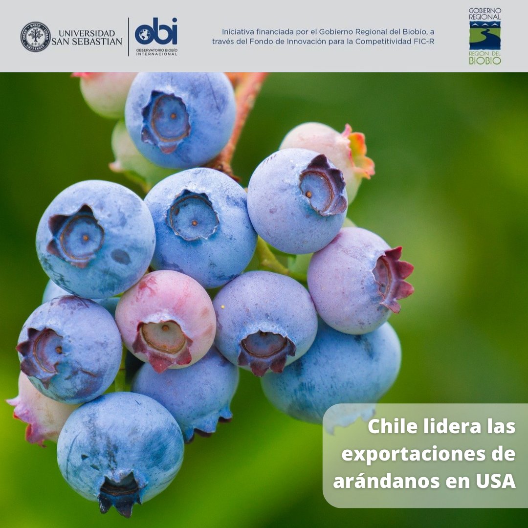 Según el Informe de Cosecha elaborado por iQonsulting para el Comité de Arándanos de Chile, las exportaciones de arándanos finalizaron la temporada 2020/2021 con un total de 118.225 toneladas embarcadas hasta la semana 11, lo que representa un aumento de 8,2%.
