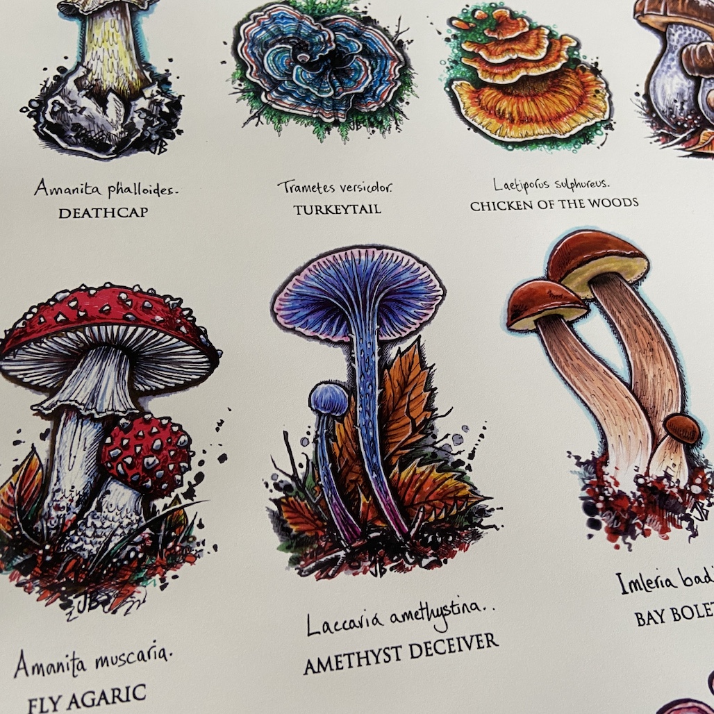 Stocked up on a fresh print run of my 'Devon Mushrooms' ID chart this afternoon - all signed, packaged up & ready to go. 

You can buy my fungi here: bernoid.com/product/35-com…  

#DevonMushrooms #Devon #fungi #mushrooms #mushroomart #illustration #Devonartist #artwork 🍄