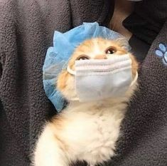 сегодня ведь и мой любимый #коточетверг