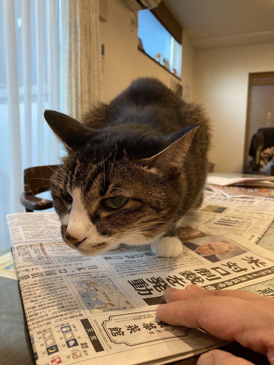 Aiko S Optimal Today