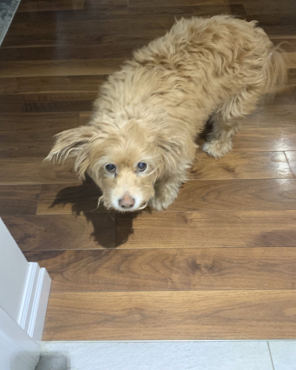 MasojcA's tweet photo. 15 years being greeted home by this sweetie pie! She might move slower but still has so much love to give! 💕 #WCDSBPetWeek https://t.co/nI8SdN95CR