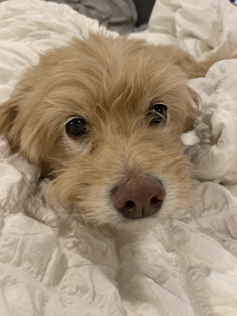 MasojcA's tweet photo. 15 years being greeted home by this sweetie pie! She might move slower but still has so much love to give! 💕 #WCDSBPetWeek https://t.co/nI8SdN95CR