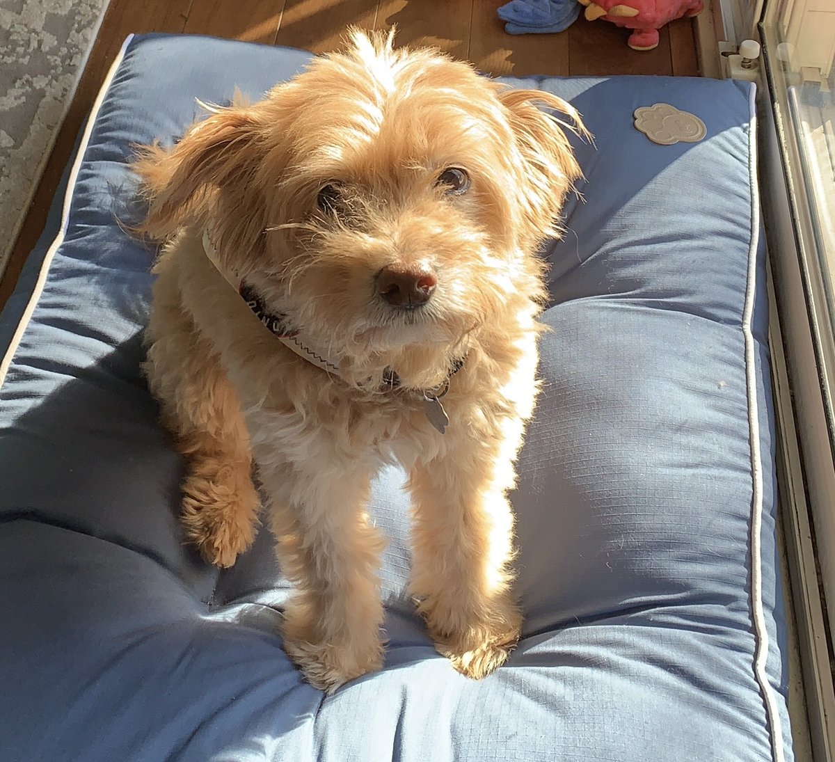 MasojcA's tweet photo. 15 years being greeted home by this sweetie pie! She might move slower but still has so much love to give! 💕 #WCDSBPetWeek https://t.co/nI8SdN95CR
