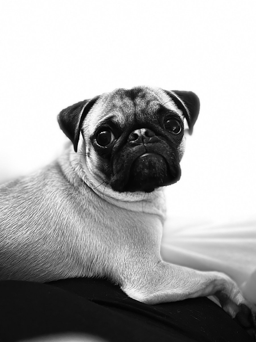 _Just_Jasper_'s tweet image. #pugmodel #justjasper