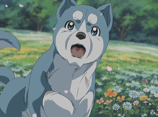 Weed is the son of Gin and his late mother, Sakura, friend and the leaders of Ohu

Name: Weed

Age: 0.5 - 2 years old (Anime)

Gender: Male

Status: Alive (Living)

Breed: Akita Inu/Kishu Inu Mix

//#Ginga/#MultiverseRP