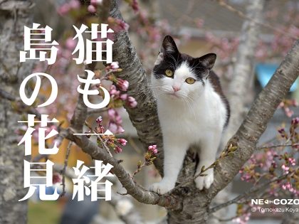 PETomorrow's tweet photo. 春よ来い。早く来い。【田代島ドンベエ通信 】 - https://t.co/hennTkJQKA

#田代島　#猫 https://t.co/efUEkdUiQU