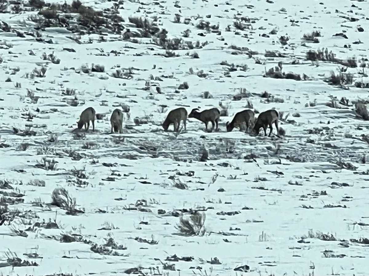 Arben Perkolaj tweet media