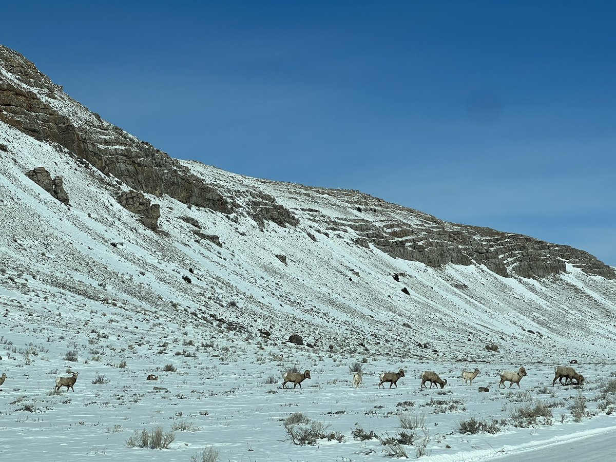 Arben Perkolaj tweet media