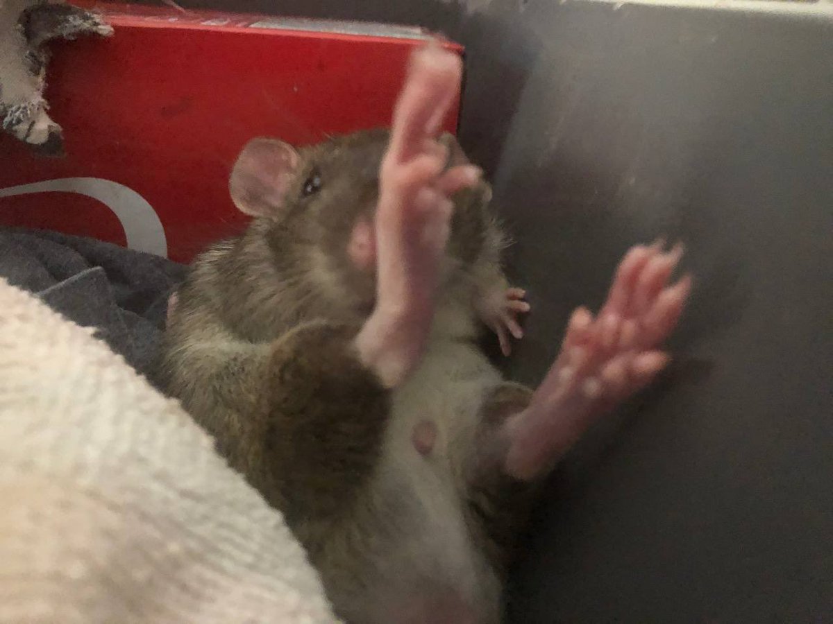 Bruno Feeties