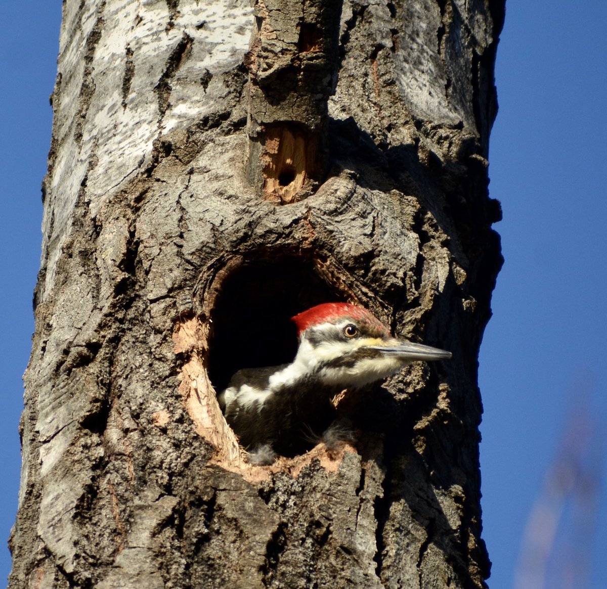 LindseyRustad's tweet photo. Peek-a-boo! Female Pileated woodpecker checking out a nesting cavity! #SpringIsComing #mainebirds #mainebirding https://t.co/PNONGDhUvp