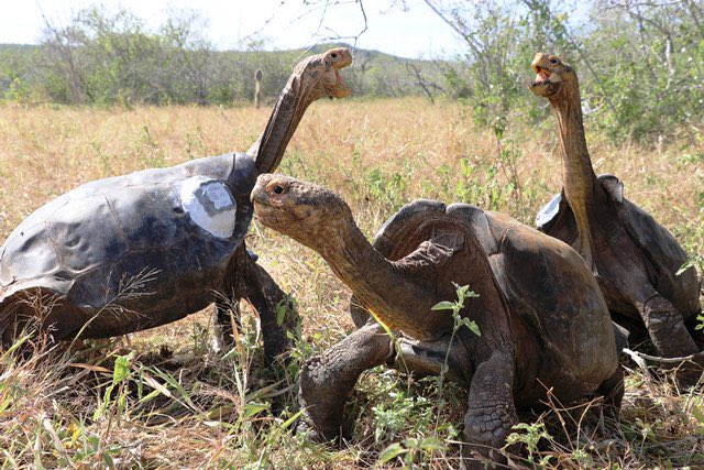 EcuadorTravel's tweet photo. Are you following @GMA live reports? Today, Diego's story was on the news. This is a turtle more than 100 years old with a saddle shell. 🐢

The giant turtle saved an entire species (Chelonidis hoodensis) from extinction: https://t.co/6Lr9JyGlsO
#BeWellinEcuador #VisitEcuador https://t.co/J7uhT2dvyo