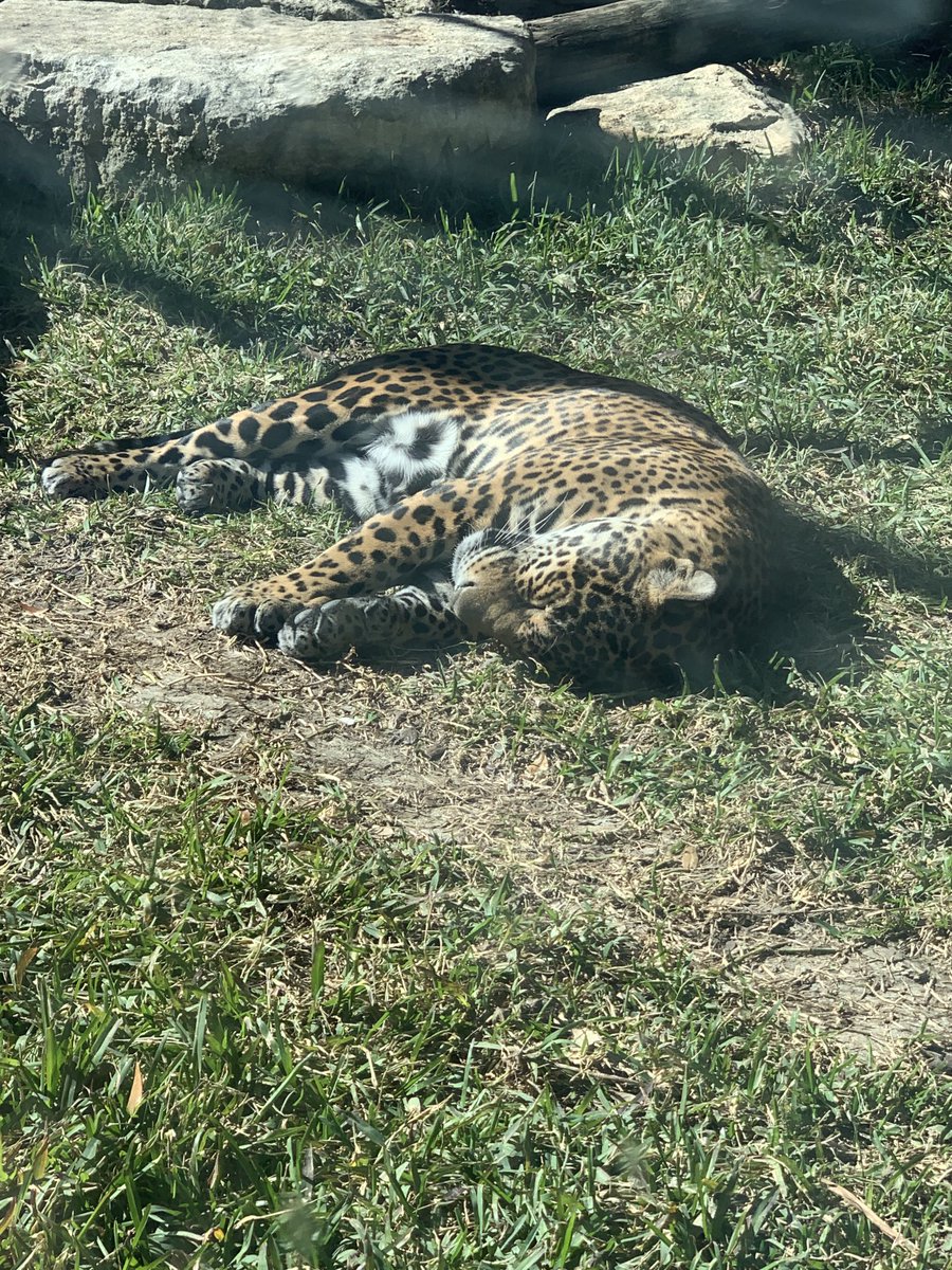 Deeper learning about life cycles with 3rd grade teachers at SA Zoo. Cool animals and beautiful weather! #coolscience #discoverNEISD #theneisdway #neisd_science