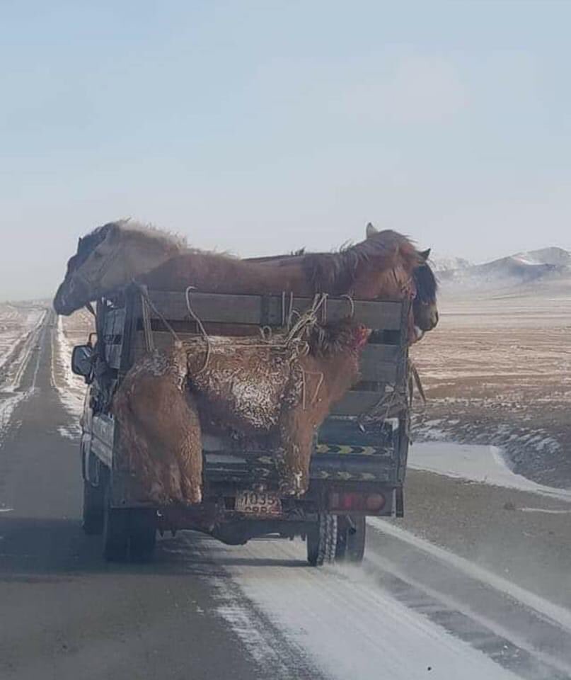 Хөндлөнгөөс харах эвгүй ч хөөрхий Чононд бариулсан адууныхаа толгой дөрвөн туурайг нь овоонд тахиад эх биеийг нутагт нь оршоох гээд харуусал нулимсаа дийлэхгүй яваа хөөрхий тэр уяачийн өмнөөс зүрх өвдмөөр. Дэвшин дээр багтахгүй болохоор ингэж ачсан болов уу даа🙏🙏🙏
