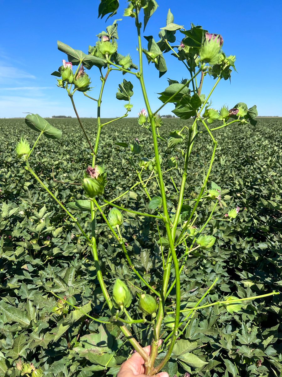 TerraAg2's tweet photo. Post cut out cotton 👌🏼 #riverinaagriculture https://t.co/v30uXZkZXu