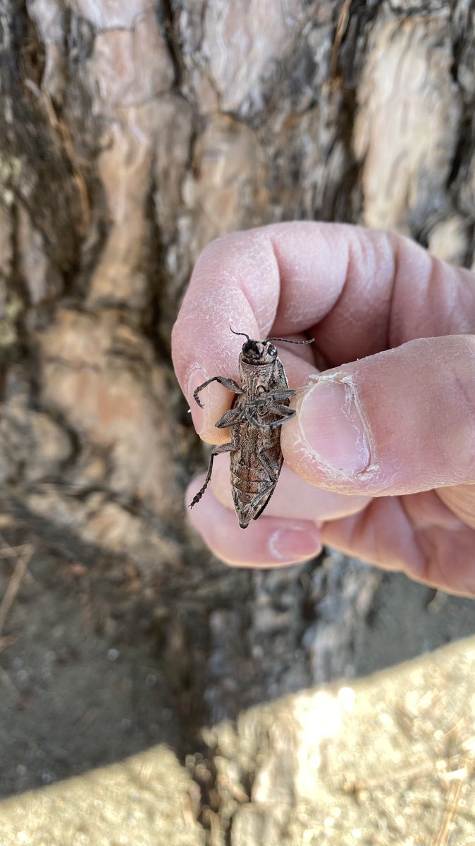 tutapan262's tweet photo. ドキがムネムネしたり手足ばたつかせたりしながらニッコニコのウバタマムシが可愛いので固定用(笑) https://t.co/D7vrE9qXNG