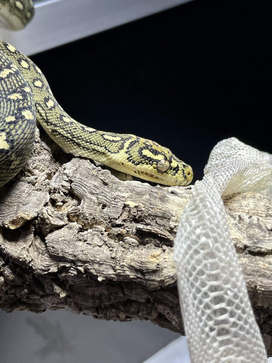 krs_reptile06's tweet photo. 脱皮したダイヤモンドパイソンのベビーがヤバすぎる件について
メタハラ直下に来た時のギラギラが半端ない、シリウスちゃん最高だよあんた😍
#ダイヤモンドパイソン
#デンドロパーク
#Starpythons https://t.co/Zw6pDe3UxX